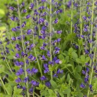 Baptisia Decadence Deluxe Periwinkle Popsicle