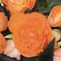 I'Conia First Kiss Orange Begonia