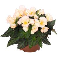 I'Conia Upright Apricot Begonia