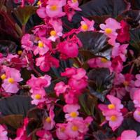 Stonehedge Rose Bronze Leaf Begonia