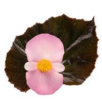 Stonehedge Light Pink Bronze Leaf Begonia