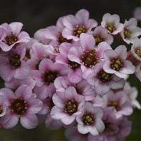 Bergenia Peppermint Patty