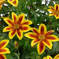 Blazing Star Bidens