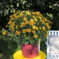 Blazing Star Bidens