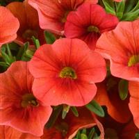 Colibri Tangerine Calibrachoa