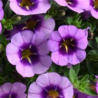Colibri Spark Purple Calibrachoa