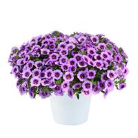 Colibri Spark Purple Calibrachoa