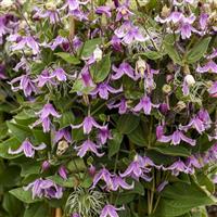 Clematis Stand By Me Pink