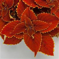 Talavera Sienna Coleus
