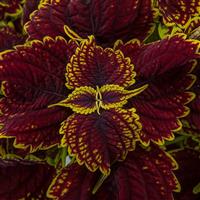 Talavera Burgundy Lime Coleus
