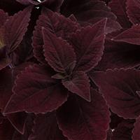 Talavera Chocolate Velveteen Coleus