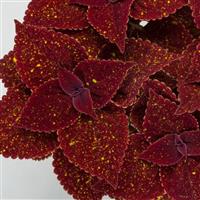Talavera Moondust Coleus