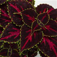 Talavera Pink Tricolor Coleus