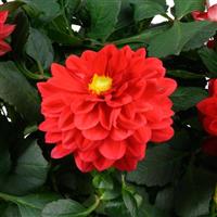 Darlin' Perfect Red Dahlia