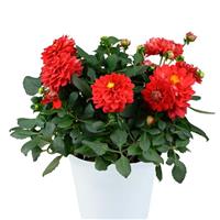 Darlin' Perfect Red Dahlia