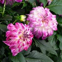 Darlin' Abstract Fuchsia Dahlia