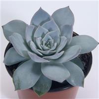 Urban Orange Echeveria