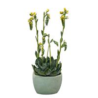 Urban Yellow Echeveria