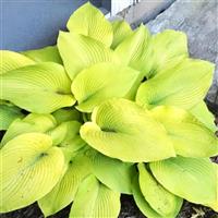 Hosta Old Yeller