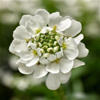 Iberis Whistler White