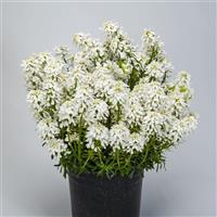 Iberis Whistler White