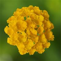 Bandolero Lemon Lantana