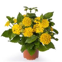 Bandolero Lemon Lantana