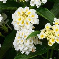 Gem Pearl Lantana