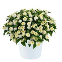 Gem Pearl Lantana