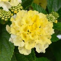 Gem Lemon Quartz Lantana