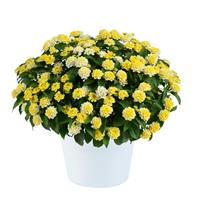 Gem Lemon Quartz Lantana