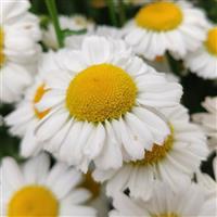 Leucanthemum Arctic Snow