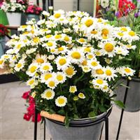 Leucanthemum Arctic Snow