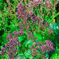 Sea Foam Limonium