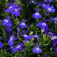 Glow Blue Volt Lobelia