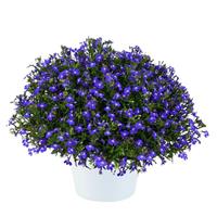 Glow Blue Volt Lobelia
