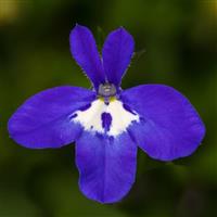 Techno Deep Blue with Eye Lobelia