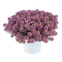 Stream Compact Rose Lobularia