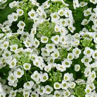 Stream Compact White Lobularia
