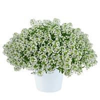 Stream Compact White Lobularia