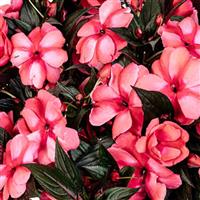 Magnum Rose Star New Guinea Impatiens