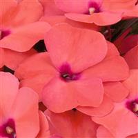 Magnum Light Salmon New Guinea Impatiens