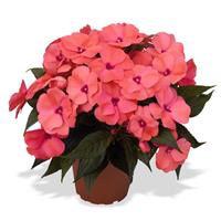 Magnum Light Salmon New Guinea Impatiens