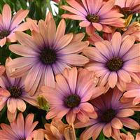 Ostica Aurora Osteospermum