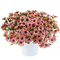 Ostica Aurora Osteospermum
