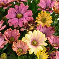 Ostica Twilight Osteospermum