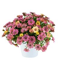 Ostica Twilight Osteospermum