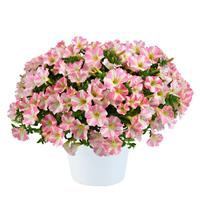 Amore Princess Pink Petunia
