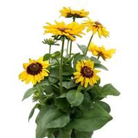 Pawnee Spirit Rudbeckia