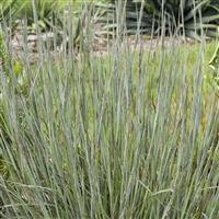 Schizachyrium scoparium Brush Strokes